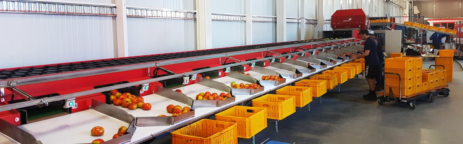 Tomato sorting machine for Australia