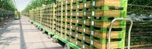 Efficient harvesting with the help of harvesting trolleys | Steenks Service