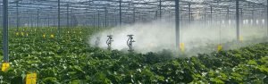 Erdbeerbauern entscheiden sich für maßgeschneiderten Spritzroboter von Steenks Service