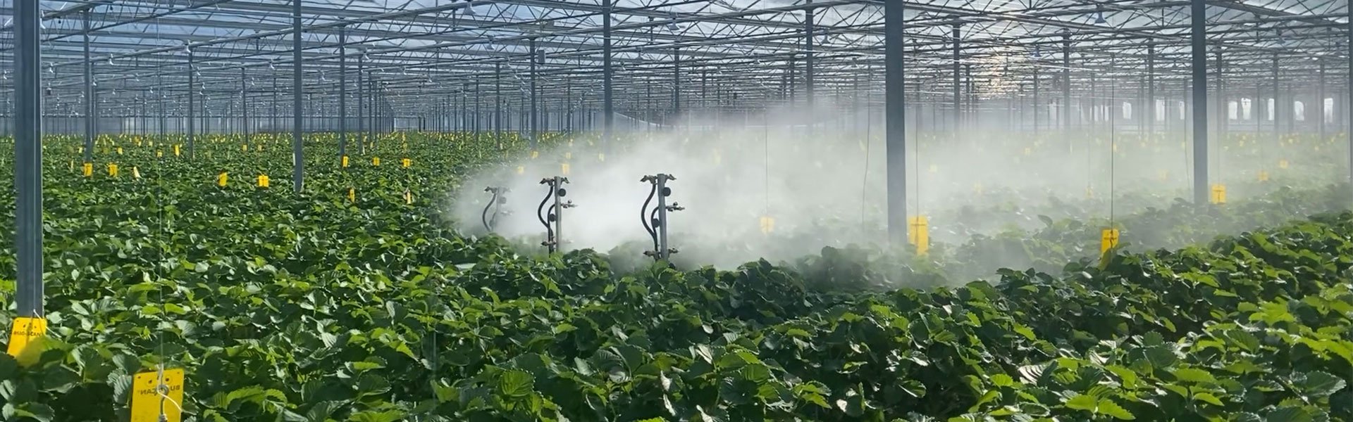 Aardbeienkwekers kiezen voor op maat gemaakte spuitrobot | Steenks Service